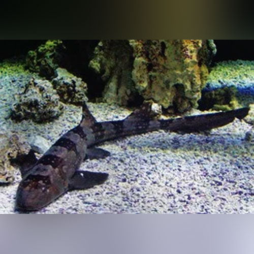 Bamboo Shark - AquariumFishSale.com