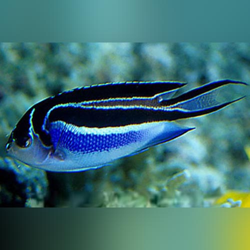 Bellus Angelfish