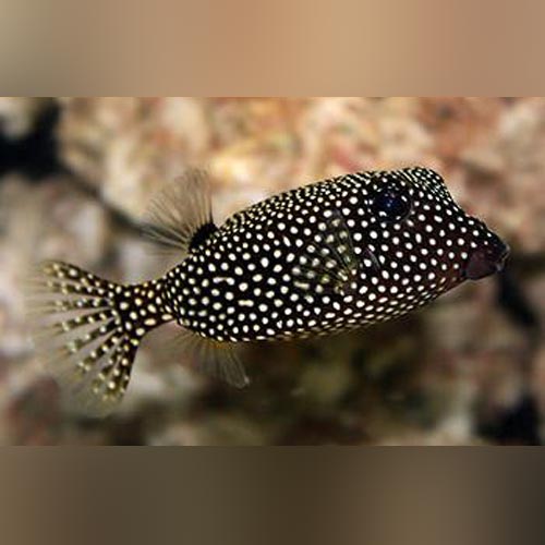 Black Boxfish