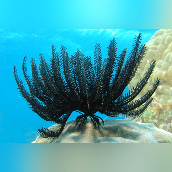 Black Feather Starfish