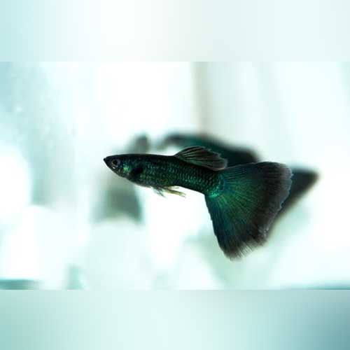 Pair of Black Moscow Guppies