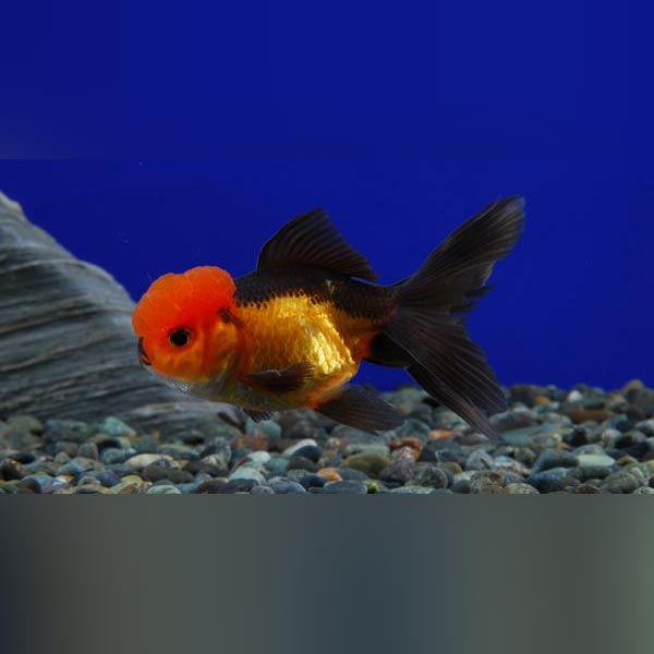 Black and Red Oranda Goldfish