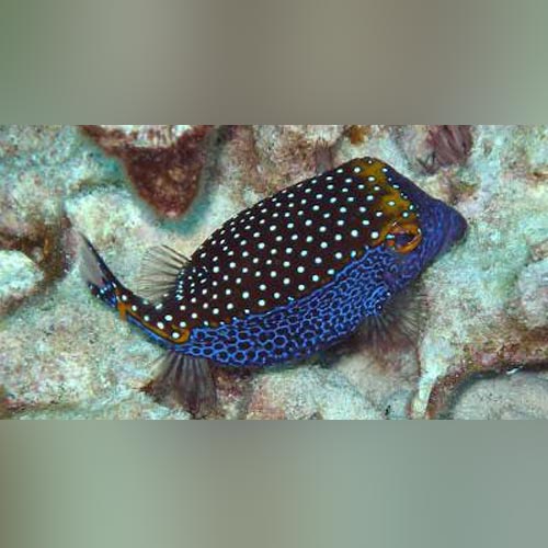 Blue Spotted Boxfish