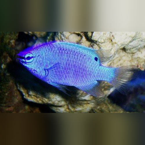 Blue Damselfish