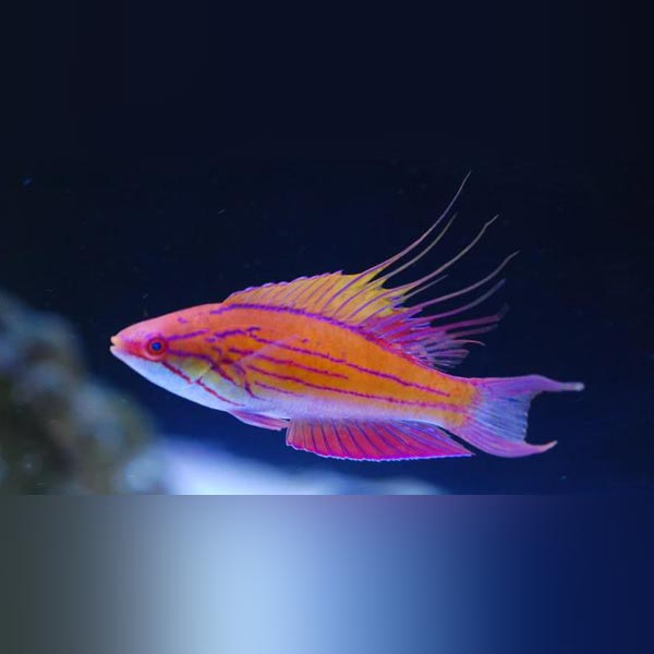 Longfin Fairy Wrasse