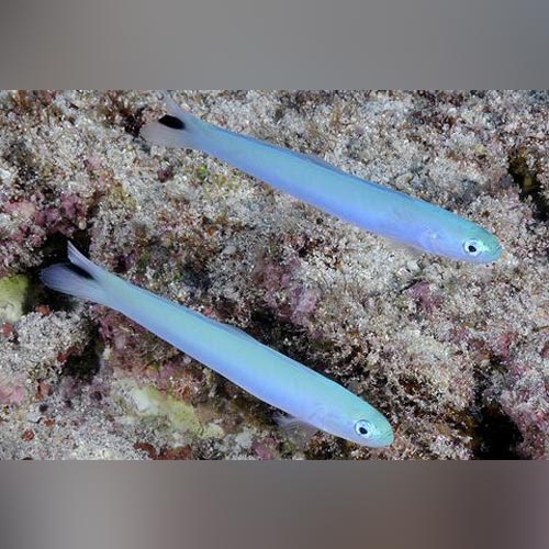 Blue Gudgeon Goby