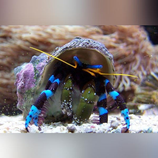 Blue Knuckle Hermit crab