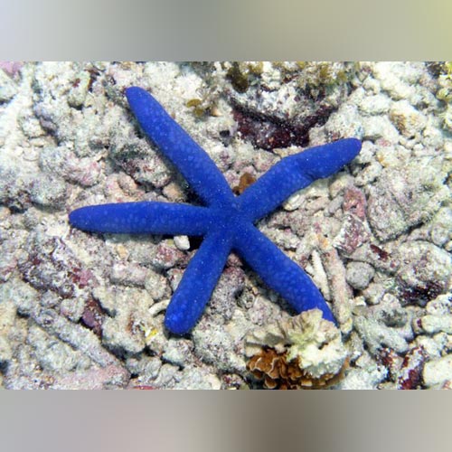Blue Linckia Starfish