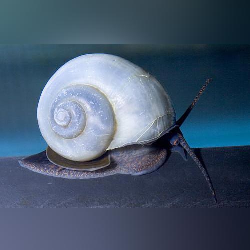 Assorted Mystery Snails Pack of 4
