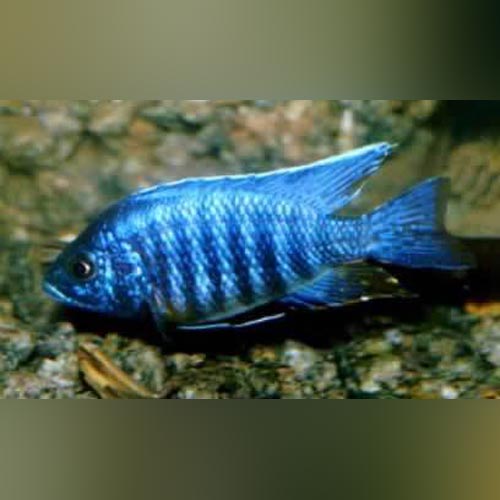 Peacock Cichlid Blue