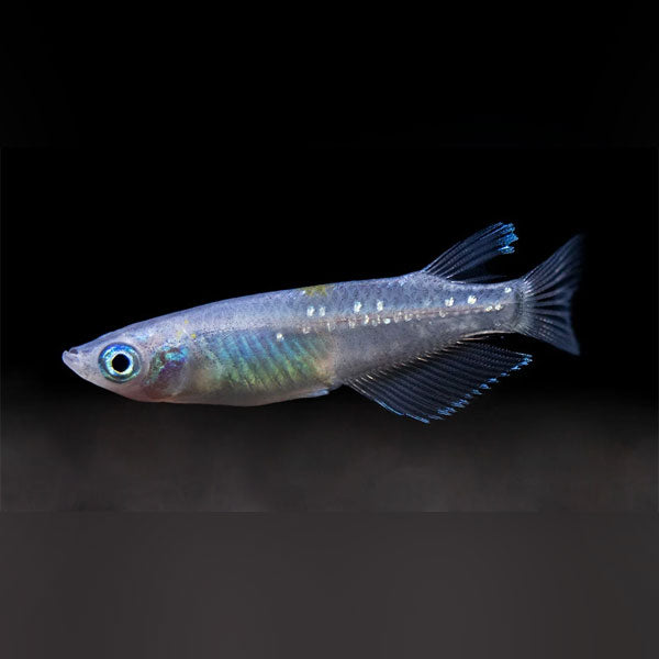 Blue Speckled Ricefish