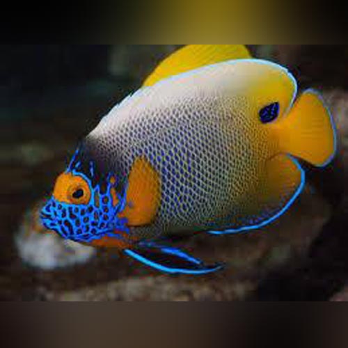 Blueface Angelfish