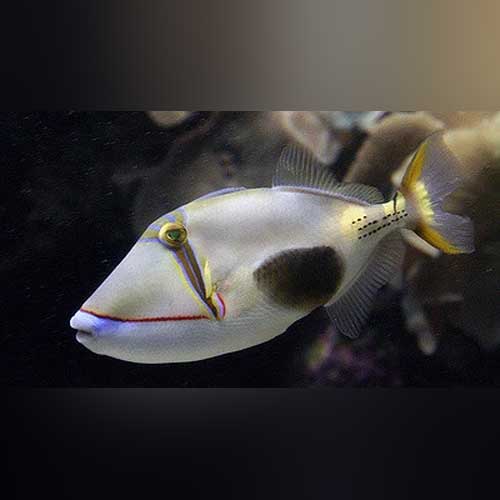 Bursa Triggerfish - Rhinecanthus verrucosus
