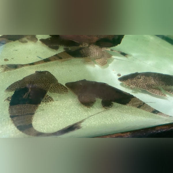 Chameleon Whiptail Catfish