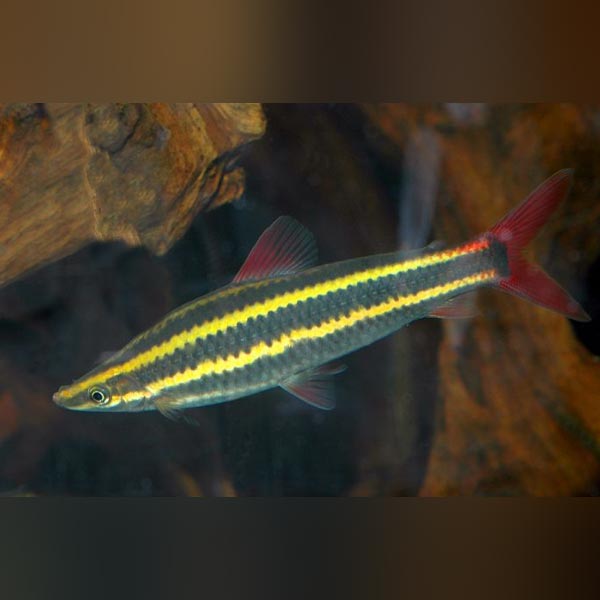 Cigar Fish