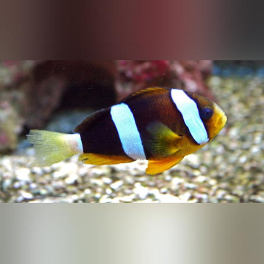 Clarkii Clownfish
