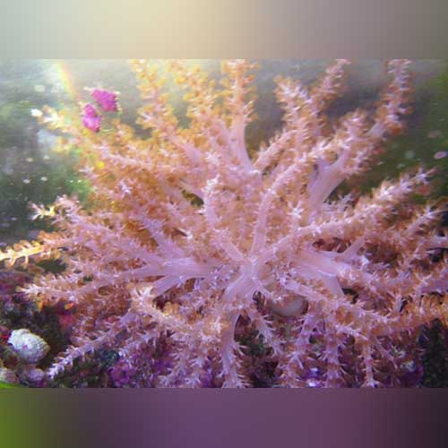 Colt Coral - AquariumFishSale.com