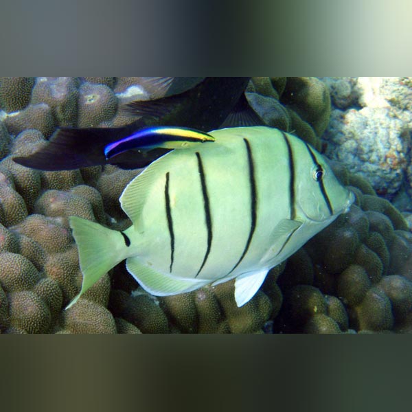 Green Tang Fish