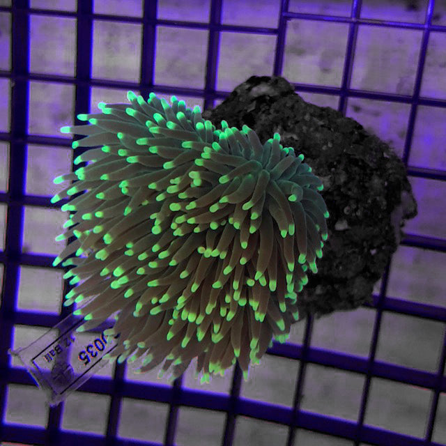 Metallic Green Frag Torch Coral