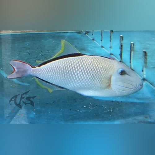 Crosshatch Triggerfish Male