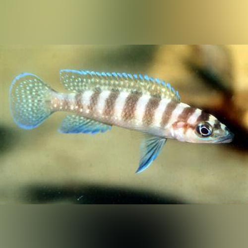 Neolamprologus Cylindricus Cichlid