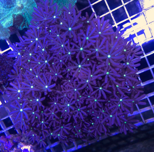Daisy Poly Coral