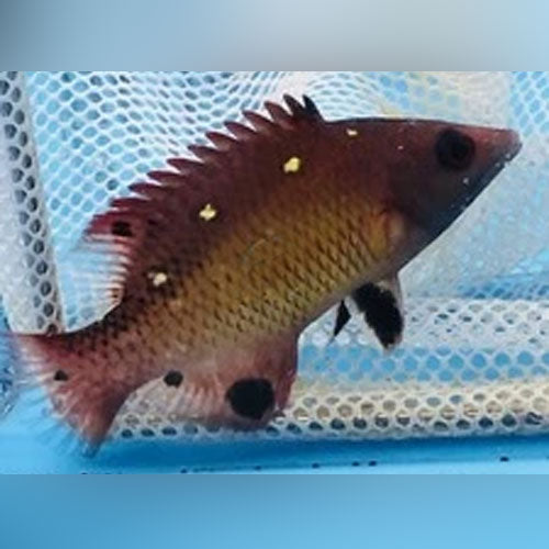 Diana Hogfish - AquariumFishSale.com