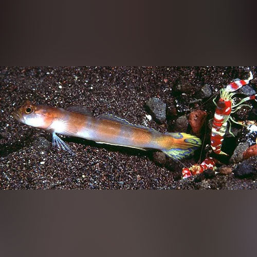 Flagtail Goby