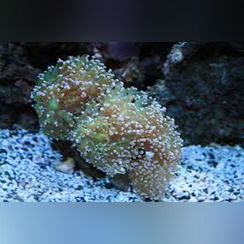 Frogspawn Branch Coral