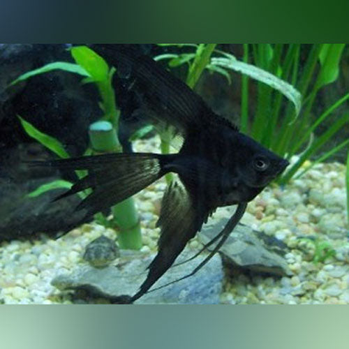 Full Black Veil Angelfish