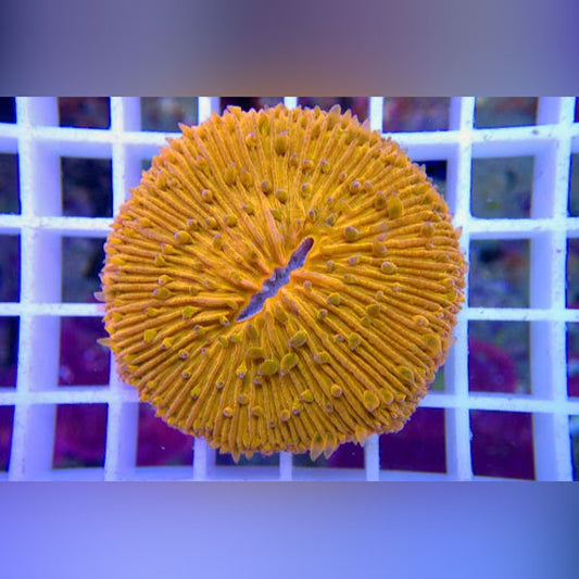 Fungia Orange Coral