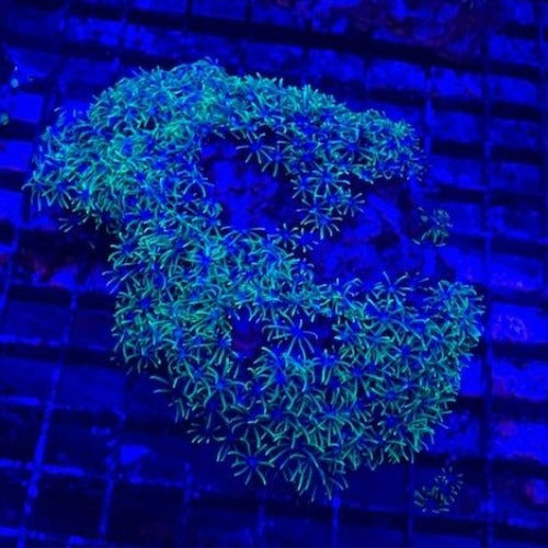 Green Star Polyps Coral