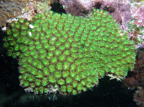 Green Galaxea Coral