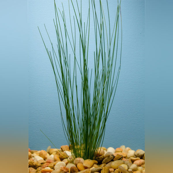 Giant Hairgrass Potted