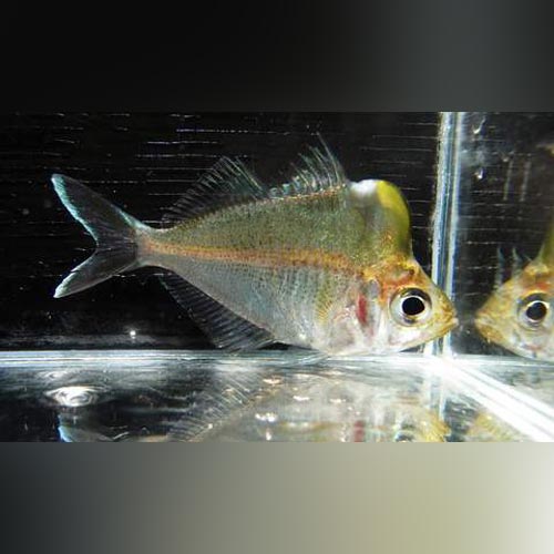 Giant Humphead Glass Fish