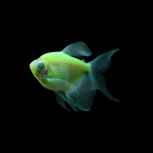Glofish Tetra Long-Fin Green