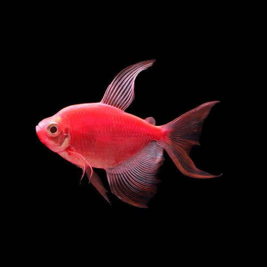 Glofish Tetra Long-Fin Red