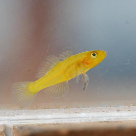 Golden Baby Goby