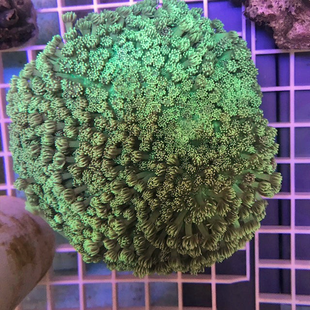 Goniopora Green Flowerpot Coral