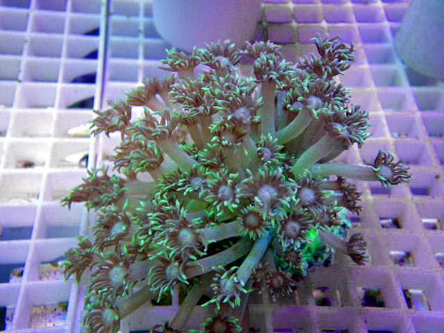 Goniopora Green Flowerpot Coral