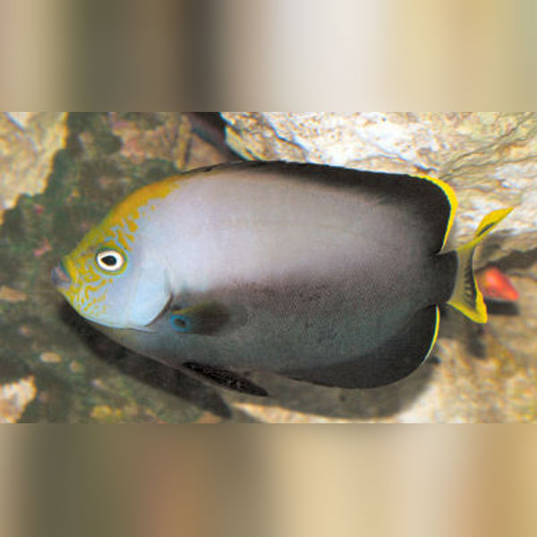 Gray Poma Angelfish