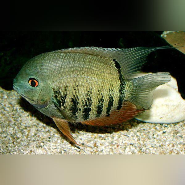 Green Banded Severum