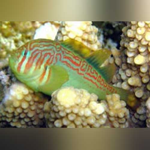 Green Clown Goby