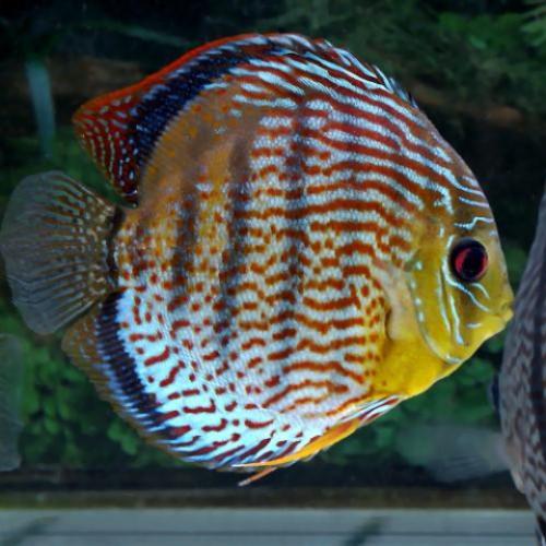 Green Tefe Discus WILD