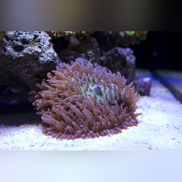 Hairy Mushroom Coral - AquariumFishSale.com