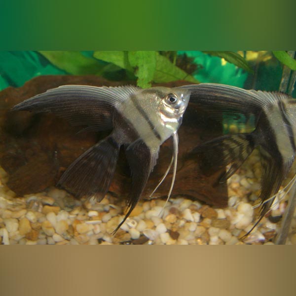 Half Black Veil Angelfish