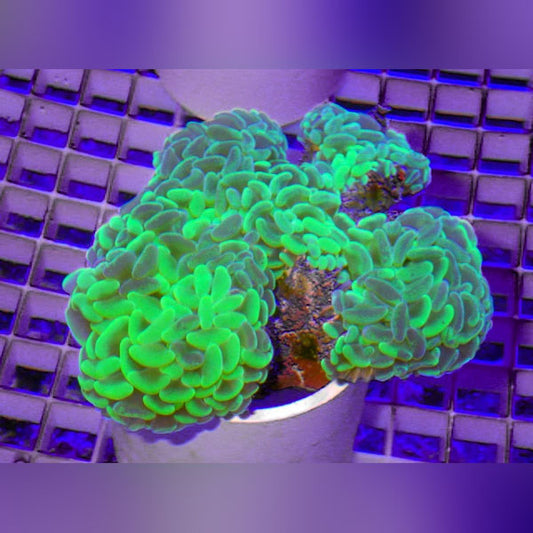 Hammer Wall Green Coral