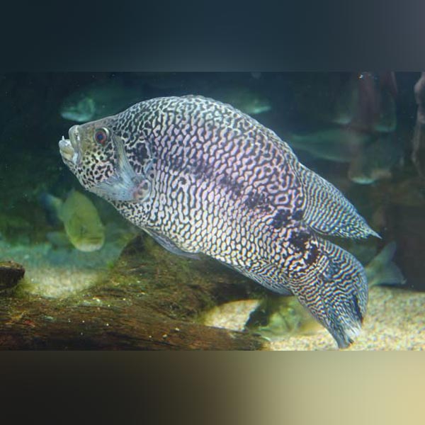 Jaguar Cichlid for sale