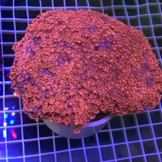 Jewel Red Goniopora Coral
