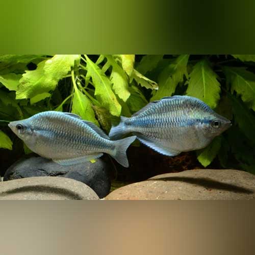Kamaka Rainbowfish
